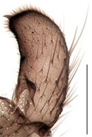 Leptosciarella subspinulosa Gonostylus KH1540.jpg