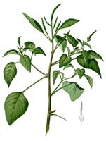 Amaranthus viridis Blanco2.262-cropped.jpg