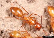 Camponotus castaneus IPM5379973.jpg