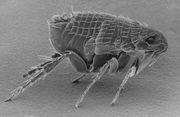 Ctenocephalides-adult-flea.jpg