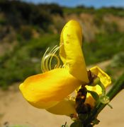 Cytisus scoparius (L.) Link