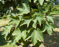 Acer pseudoplatanus L. – Photo: Andrea Moro 2008, Dryades TSB56421.jpg