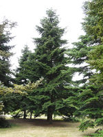 Abies cephalonica Loudon – Photo: Andrea Moro 2008, Dryades TSB58414.jpg