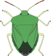 Heteroptera Rhynchota-Pentatomoidea-schematic.svg