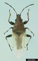 Oxycarenus hyalinipennis IPM5431820.jpg