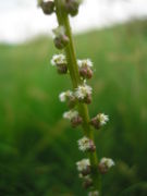 Flowers of Triglochin maritima