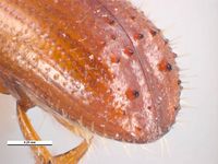 Xyleborus ferrugineus PaDIL135995e.jpg