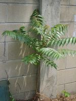 Young Ailanthus altissima.JPG