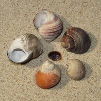 BEQ3E SC Gewoehnl Strandschnecke.jpg