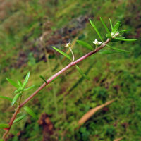 BEQ PD Crassula helmsii.jpg