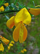 Cytisus scoparius 0002.JPG