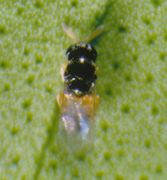 Diaphorencyrtus aligarhensis IPM5196065.jpg