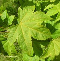 Acer erianthum Schwer. – Photo: Andrea Moro 2007, Dryades TSB45597.jpg