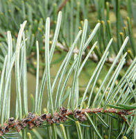 Abies grandis (Douglas ex D. Don) Lindl. – Photo: Andrea Moro 2008, Dryades TSB58409.jpg