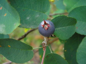 Amelanchier ovalis JuliaKruse.jpg