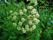 Angelica archangelica 002.JPG