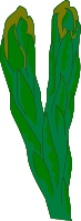 Diphasiastrum alpinum Zeichnung.svg