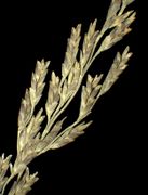 Spikelets of Puccinellia distans (Jacq.) Parl. (×4, photo Andrea Moro 2005)