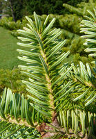 Abies firma Siebold & Zucc. – Photo: Andrea Moro 2008, Dryades TSB57033.jpg