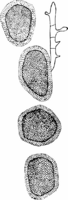 Endophyllum sempervivi (A. et S.) de By. Abb1071-R (Gäumann 1959, Rostpilze Mitteleuropas).png