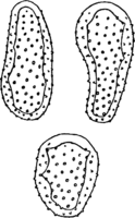 Melampsora allii-populina Kleb. Abb0123-2 (Gäumann 1959, Rostpilze Mitteleuropas).png