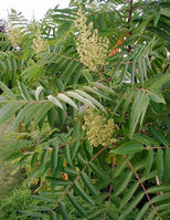 Rhus-typhina-2.JPG