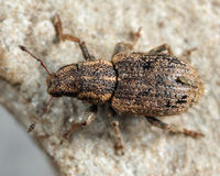 Sitona hispidulus BugGuide709492.jpg