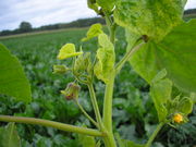 Abutilon theophrasti JuliaKruse 1.JPG