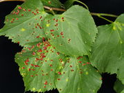 Pflanzengalle Aceria lateannularus auf Tilia cordata (Blattoberseite)