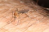 Aedes canadensis CDCimage 15992.jpg