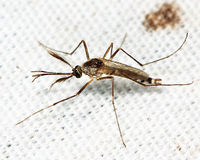 Aedes triseriatus BugGuide845318.jpg