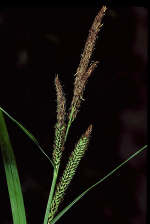 Carex acutiformis eF.jpg