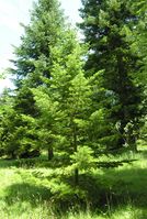 Abies sachalinensis (F. Schmidt) Mast. – Photo: Andrea Moro 2007, Dryades TSB45470.jpg