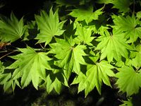 Acer shirasawanum f. aureum (Siesmayer) Delendick – Photo: Andrea Moro 2007, Dryades TSB46473.jpg