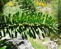 Abies nebrodensis (Lojac.) Mattei – Photo: Andrea Moro 2008, Dryades TSB55371.jpg