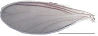 Leptosciarella viaticella Wing KH6276.jpg