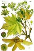 Acer platanoides