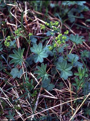 Alchemilla xanthochlora.jpg