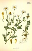 Anthemis cotula - 001x.jpg