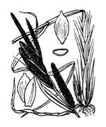 Carex acuta illustration.jpg