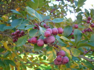 Crataegus crus galli 4.jpg