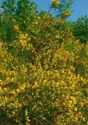 Cytisus scoparius jfg1.jpg