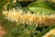 Inflorescence of Castanea sativa Mill.