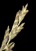 Spikelets of Puccinellia distans (Jacq.) Parl. (×6, photo Andrea Moro 2005)