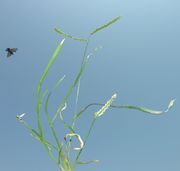 Eleusine indica (L.) Gaertn.