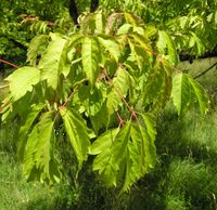 Acer cissifolium (Siebold & Zucc.) K. Koch – Photo: Andrea Moro 2007, Dryades TSB45613.jpg