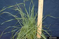 Aegilops cylindrica IPM5437550.jpg