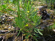 Ajuga chamaepitys JuliaKruse.JPG