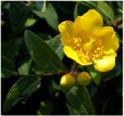 Hypericum