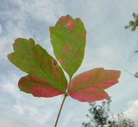 Acer griseum (Franch.) Pax – Photo: Andrea Moro 2008, Dryades TSB60459.jpg